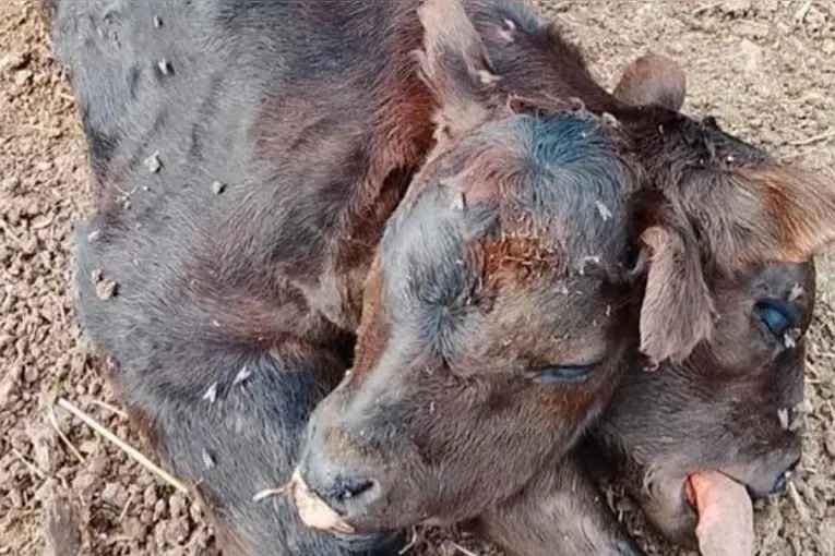 Insólito nacimiento en Entre Ríos: causó conmoción la llegada de un ternero con dos cabezas en Aldea San Rafael