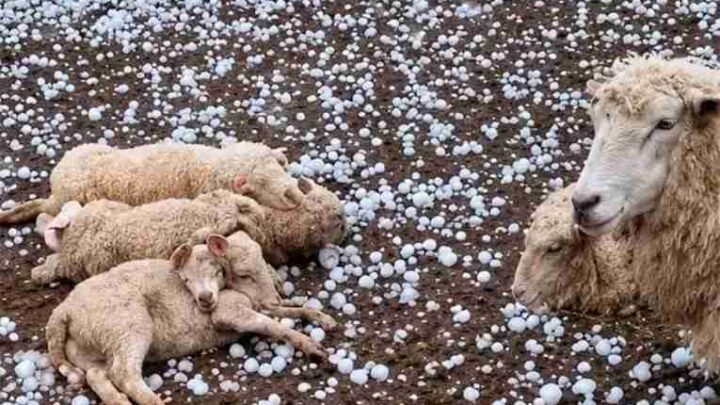 temporal en Santa Fe devastador granizo gigante destruyó cultivos mató animales destrozó viviendas