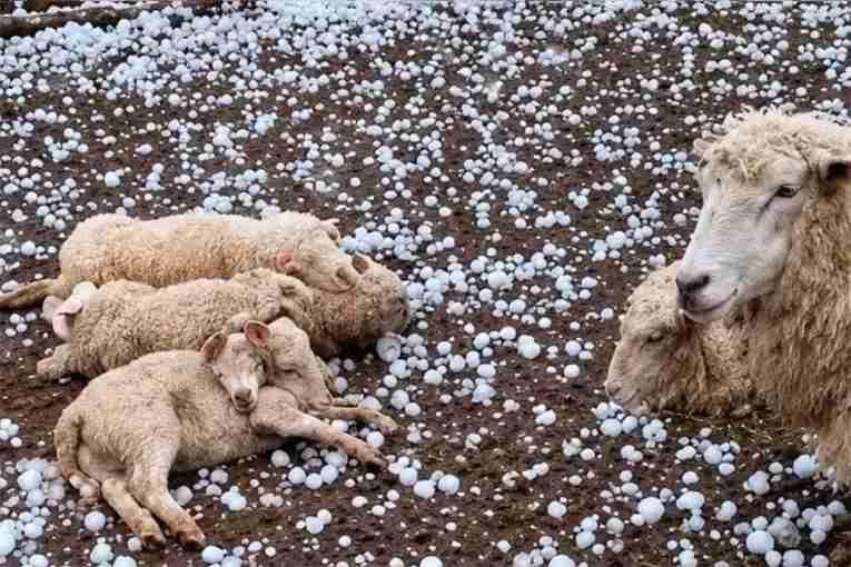 temporal en Santa Fe devastador granizo gigante destruyó cultivos mató animales destrozó viviendas