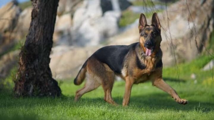 ataque de perro en Córdoba Brutal niño 12 años terminó internado graves heridas rostro