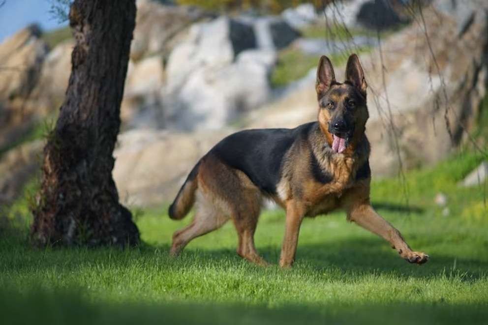 ataque de perro en Córdoba Brutal niño 12 años terminó internado graves heridas rostro